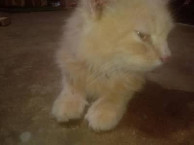 Persian cat