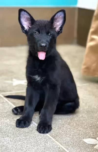 black fimale puppy