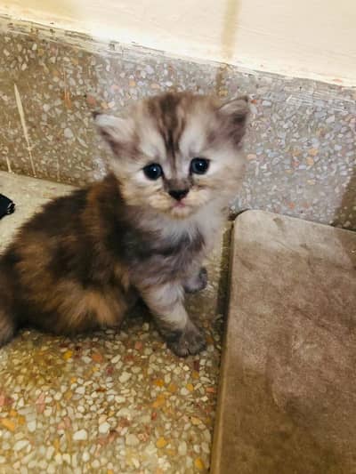 Doll face Persian Kitten 2 Fawn Male 1 Ginger Female