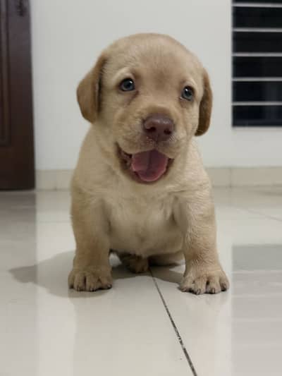 Dog/Labra/Puppy/Fawn/Labrador/Chocolate/Brown Nose
