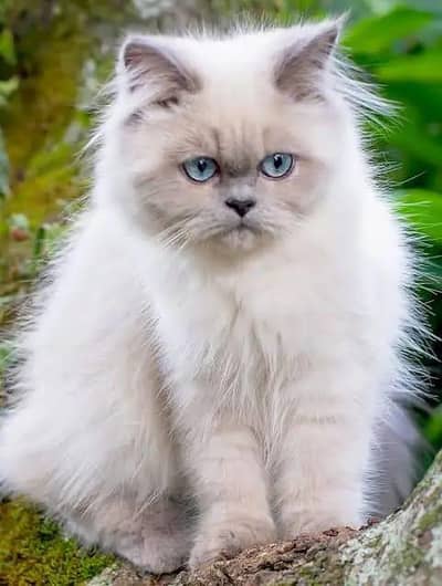 Himalayan Persian triple coated blue eyes female