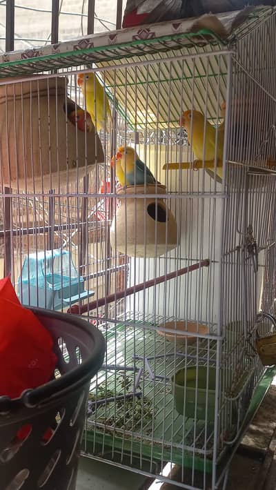 i am selling my parrots 3 pair