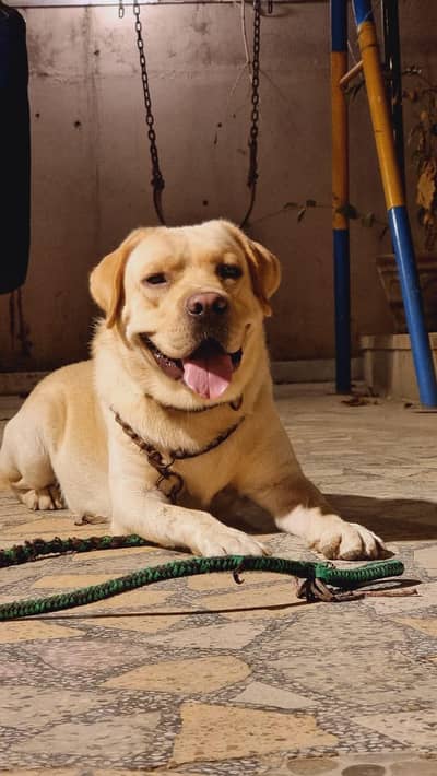 Pedigree British Labrador Retriever