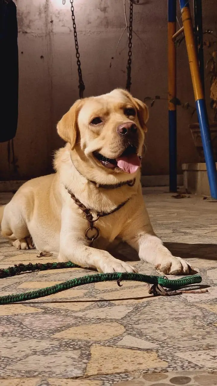 Pedigree British Labrador Retriever — photo 2
