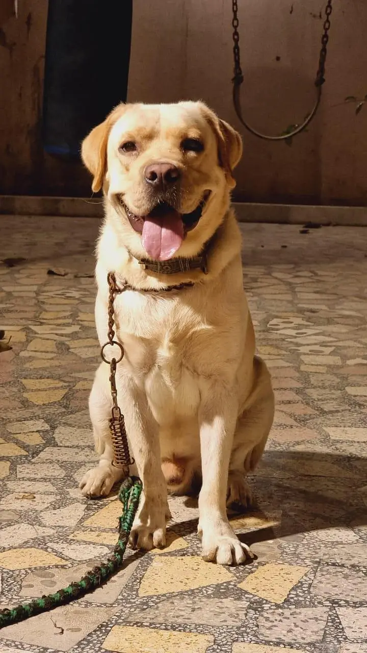 Pedigree British Labrador Retriever — photo 3