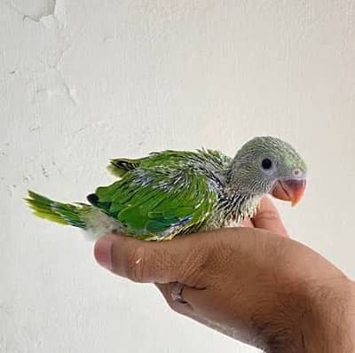 Green parrot chick for handtame