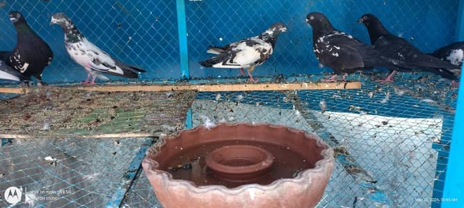 زاک چینے اور کچھ ٹیڈی کبوتر فار سیل