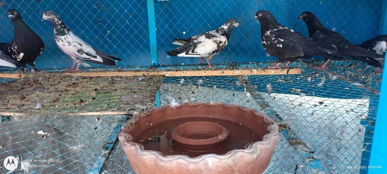 زاک چینے اور کچھ ٹیڈی کبوتر فار سیل 0
