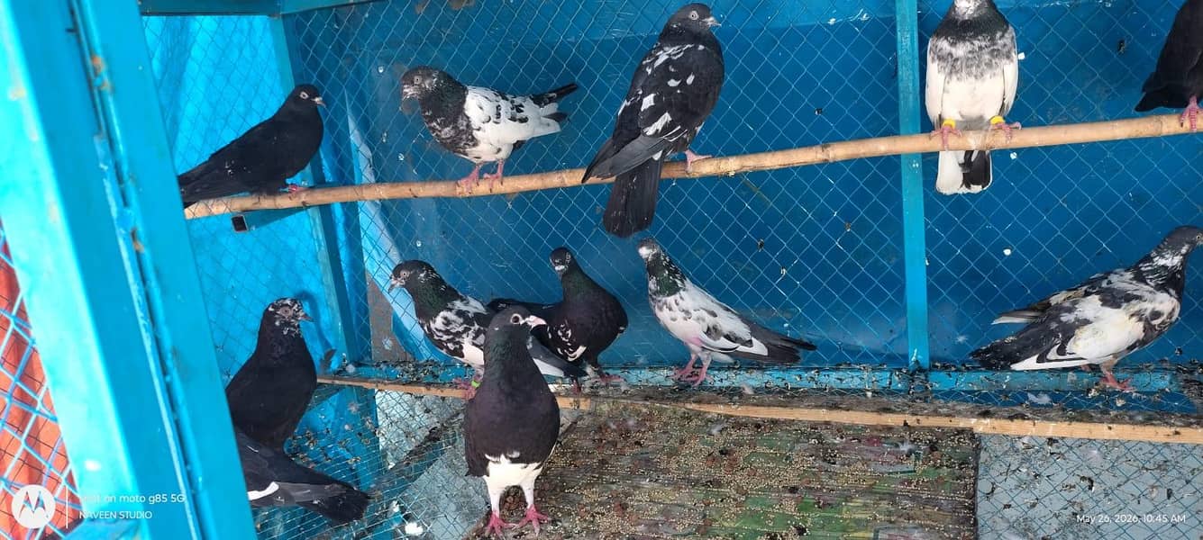 زاک چینے اور کچھ ٹیڈی کبوتر فار سیل 1