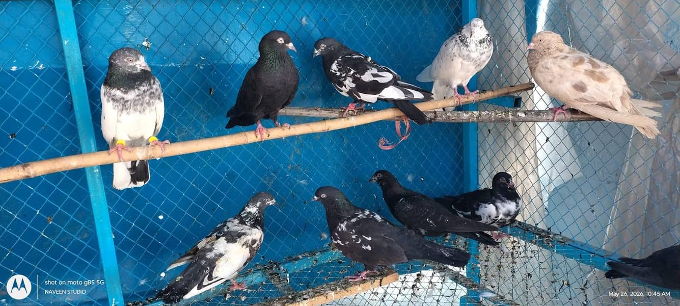 زاک چینے اور کچھ ٹیڈی کبوتر فار سیل 2