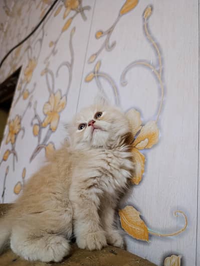 Persian Kittens for sale