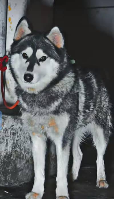 triple coat