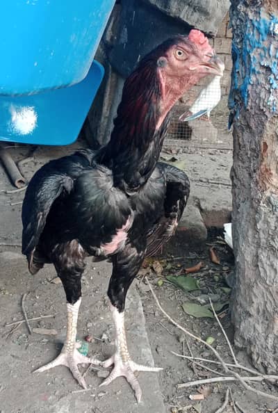 aseel shamo male for sale