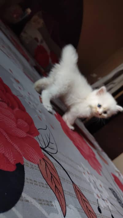 Persian kitten