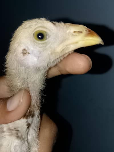 Aseel male for sale h