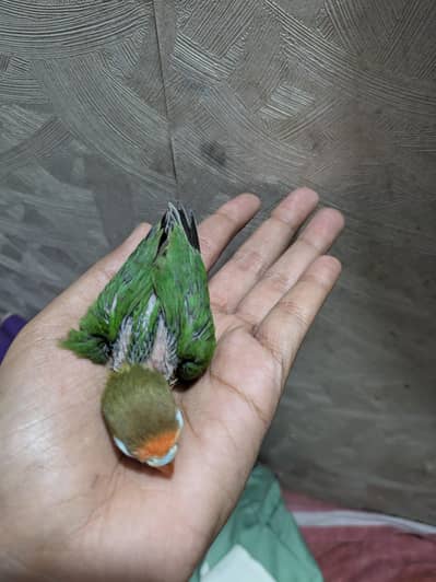 lovebirds chick, budgies parrot