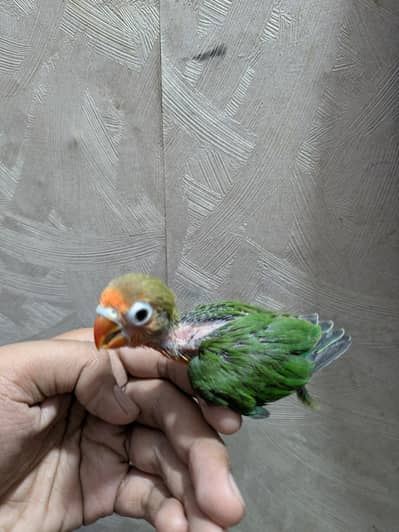 budgies parrot ,lovebirds chick