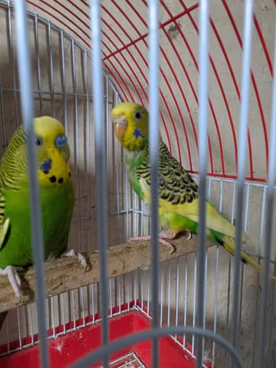 budgies parrot ,lovebirds chick