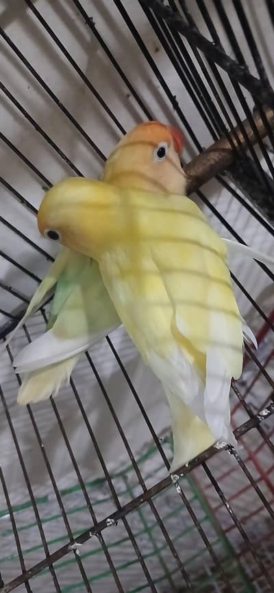 LoveBirds Breeder pair For Sell