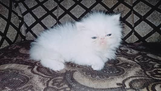 Peke face kitten