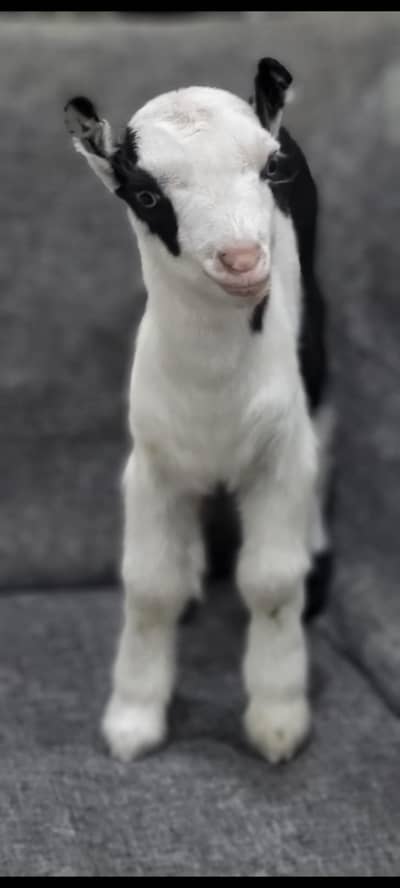 Teddy Male Kiran (kanjar) available