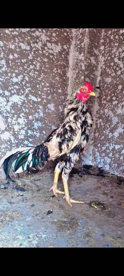 Mianwali Aseel 2 rooster birds