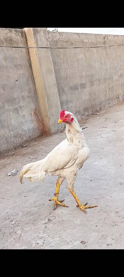 Mianwali Aseel Rooster birds pair