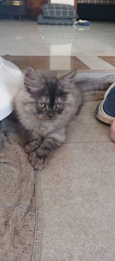 Persian Kittens | Triple Coated | fully active and fluffy