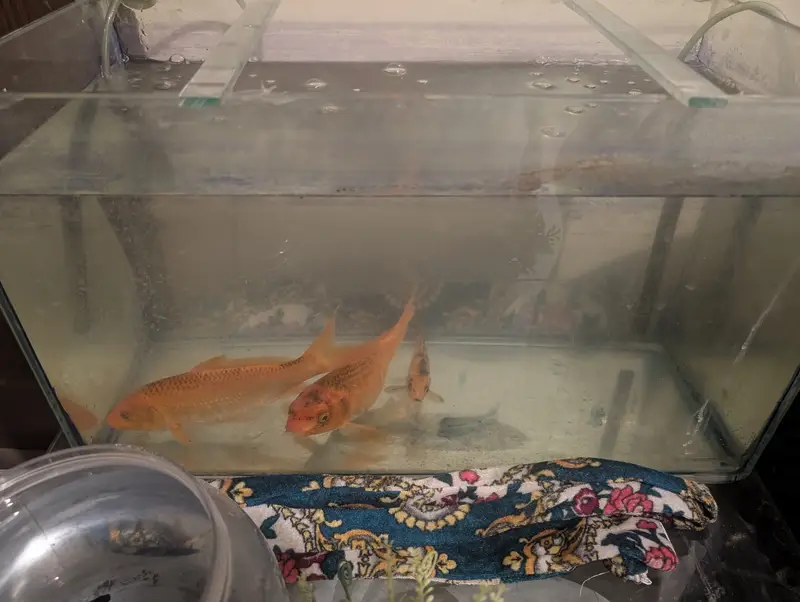 Aquarium with fishes