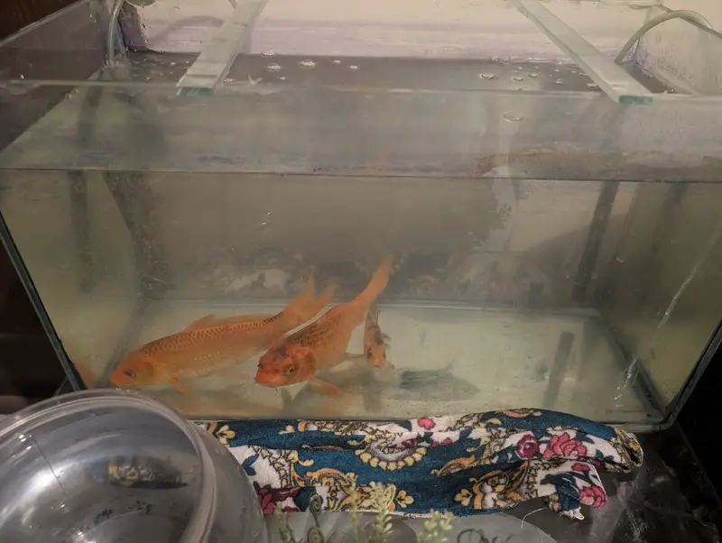 Aquarium with fishes — photo 2
