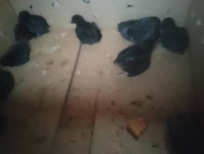 pure Ayam cemani chicksAvailable 1 day to 20 days Al Rehman Grden ph 2
