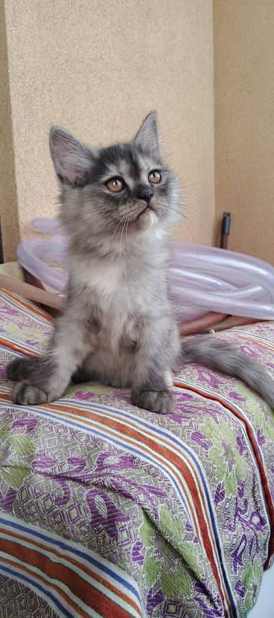 Persian Kittens | Triple Coated for sale