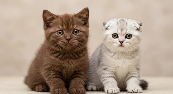 British shorthair and Scottish fold and all types of animals available