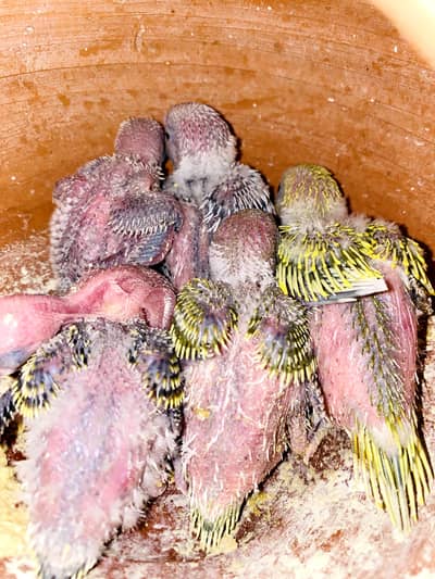 Australian parrots