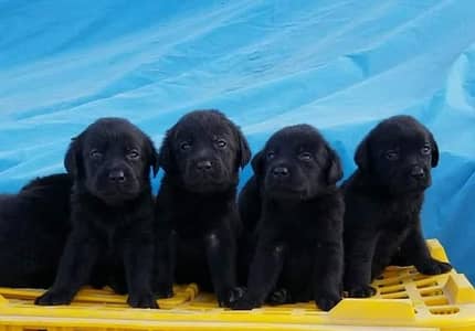 Top Quality Black German Shepherd Puppies for Sale or Exchange offer