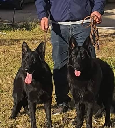 Top Quality Black German Shepherd Puppies for Sale or Exchange offer