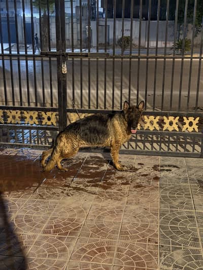 German shepherd female long coat ha 03455333932