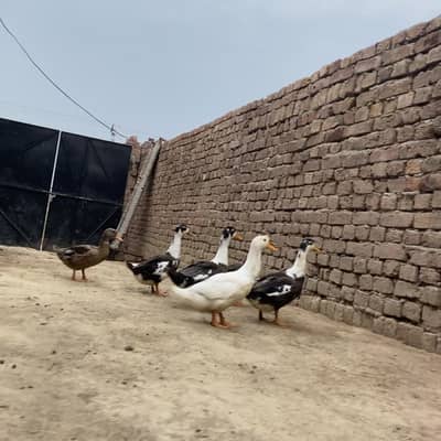 Ducks pair