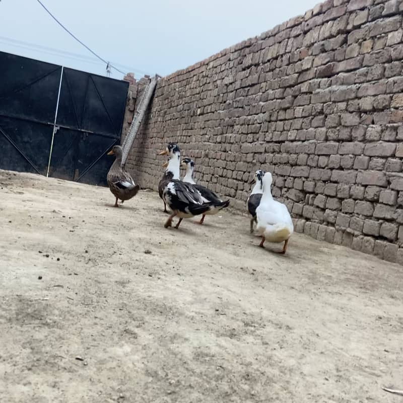 Ducks pair 1