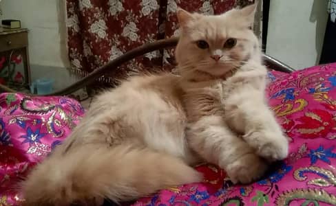 Beautiful Persian Double Coat Female Cat Proven Breeder (Home Raised)