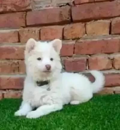 Russian puppy Dogs for sale 2 month age Whatsapp no 03291198929