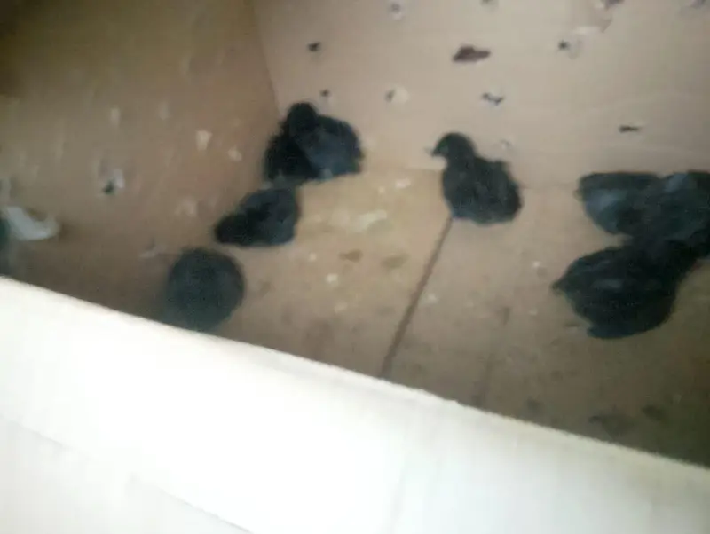 Pure Ayam Cemani chicks available 1 day to 20 days/al Rehman grden ph2 — photo 2