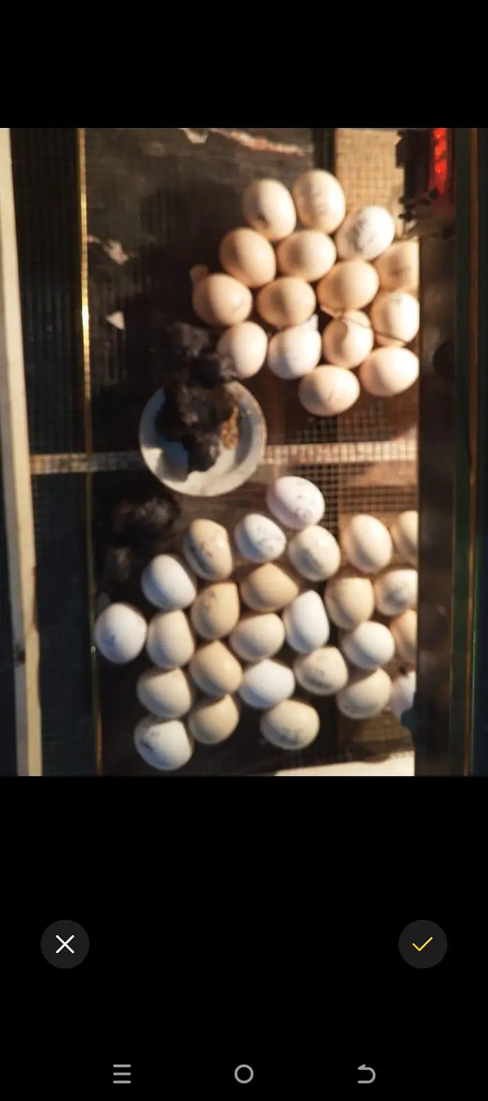 Pure Ayam Cemani chicks available 1 day to 20 days/al Rehman grden ph2 — photo 3