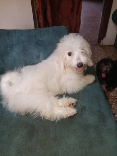 2 females pups available