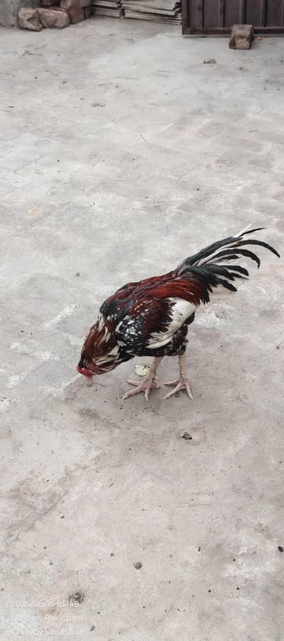 Cheena Aseel  Murga