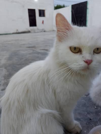 Persian cat