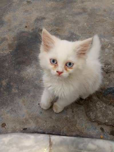Persian cat