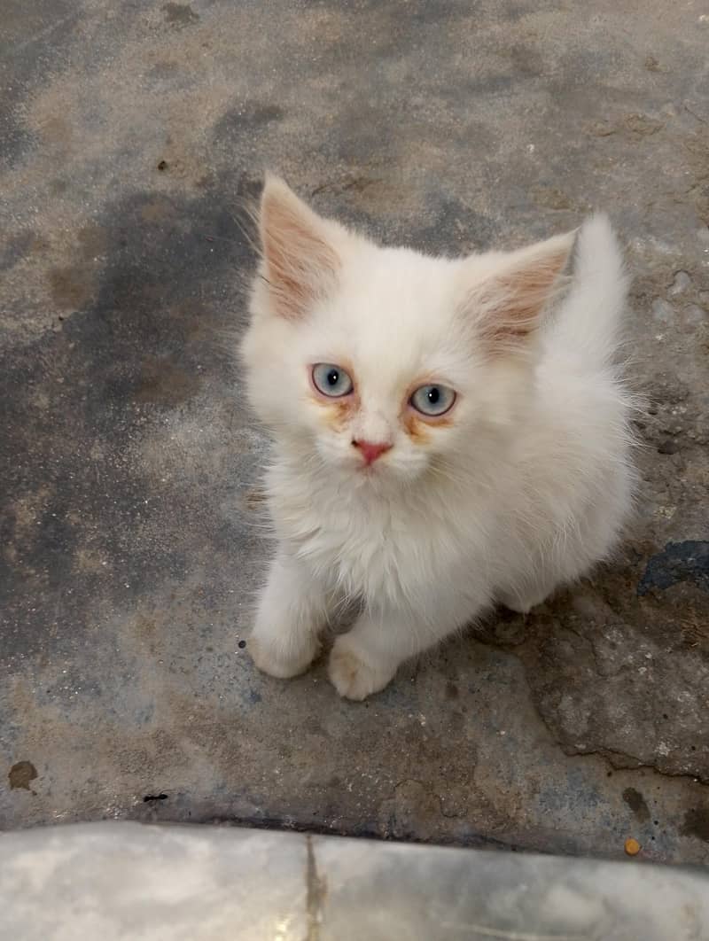 Persian cat 0