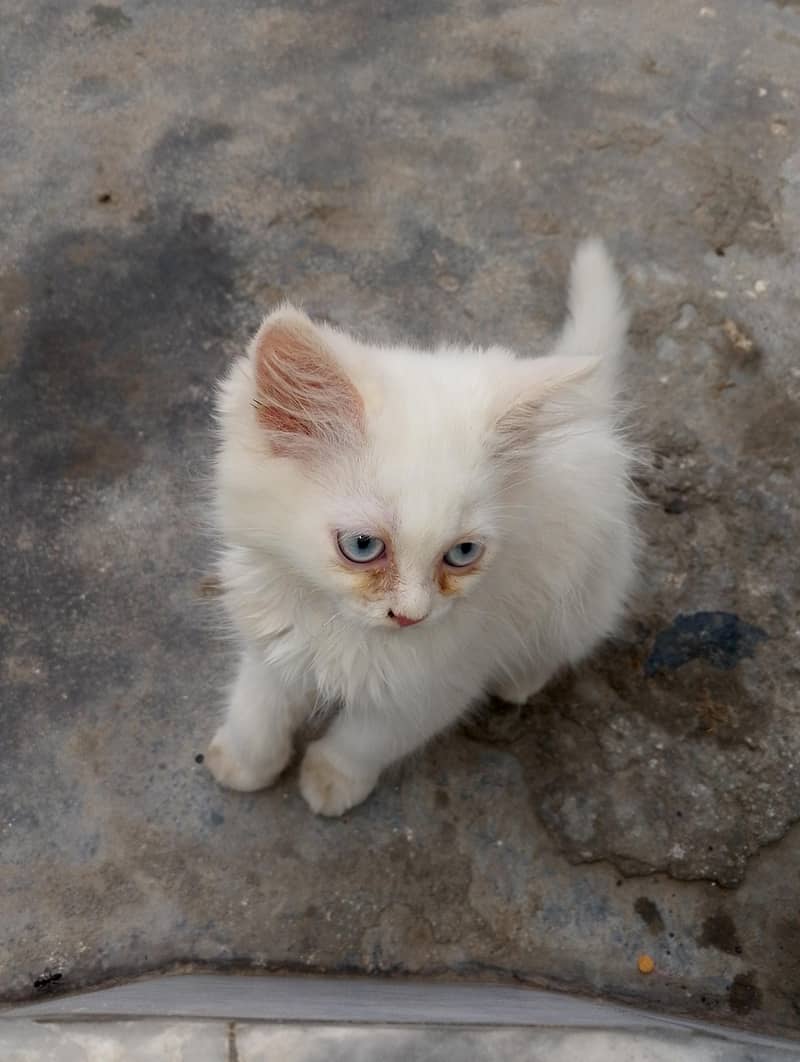 Persian cat 1