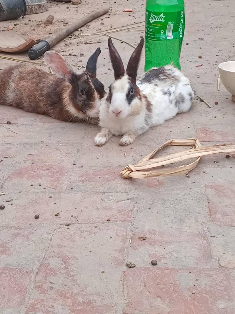 Breeder pair 0